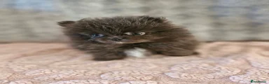 Pomeranian 3