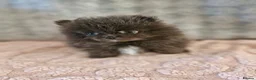 Pomeranian dogs for sale: Super Unique & Rare Pomeranian Girls 🩷🐾✨ - Advert 5