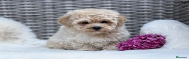 Cavapoochon 1