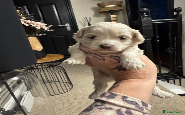 Maltipoo dogs - Advert 11