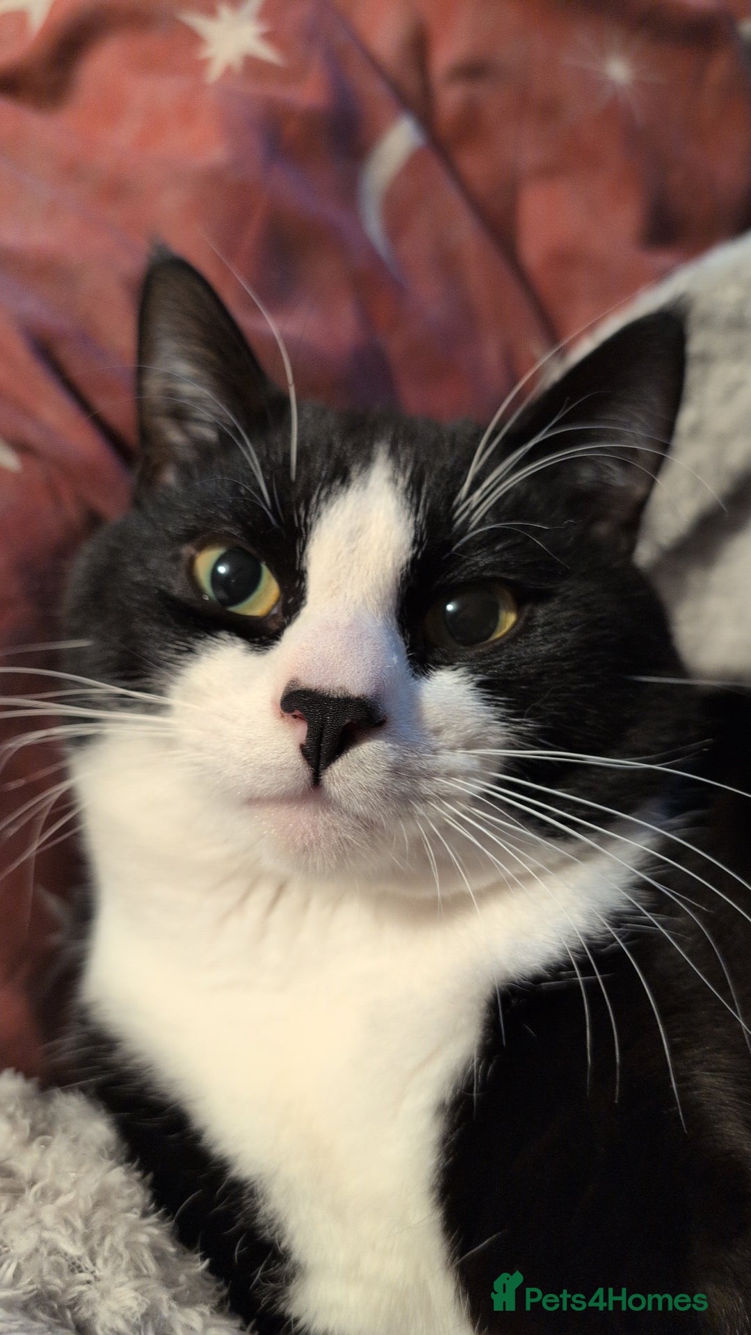 Mixed Breed cats for sale: Very loved 2 year old cat for urgent rehome - Image 4