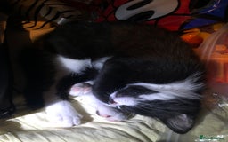 Domestic Shorthair cats for sale: Adorable Tuxedo Kitten - Looking for a Loving Home - Image 7