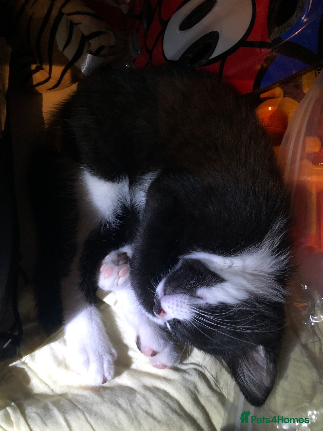 Domestic Shorthair cats for sale: Adorable Tuxedo Kitten - Looking for a Loving Home - Image 7