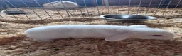 Mini Lop rabbits for sale: 5 beautiful bunnies for sale  - Advert 10