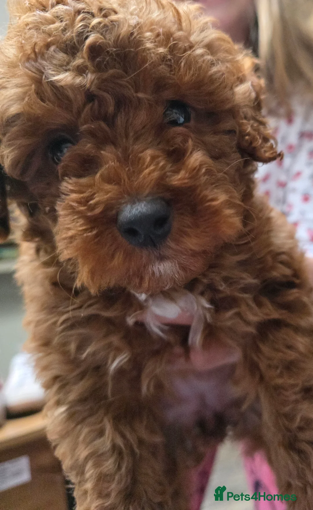 Cavapoo dogs for sale: Little princess deep red cavapoo  - Advert 9