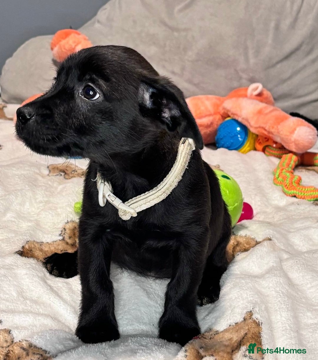 Mixed Breed dogs for sale: Cairndors - Image 9