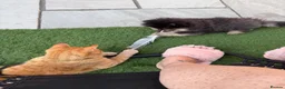 Pomeranian dogs for sale: KC registered & pedigree Pomeranian puppy in Havant - Advert 8