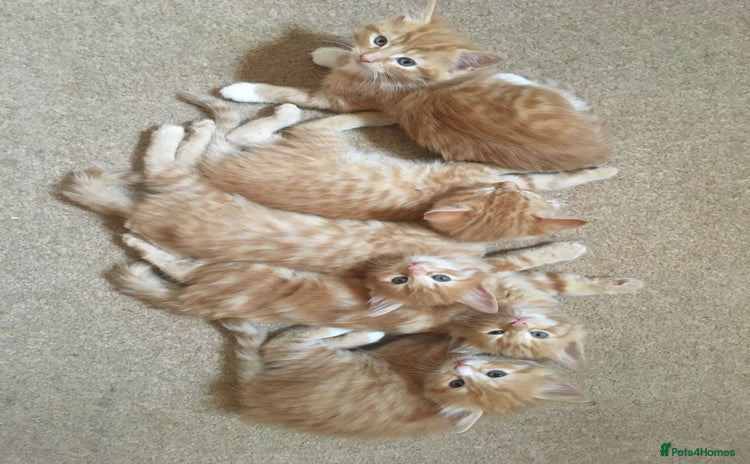 Mixed Breed cats - Advert 2