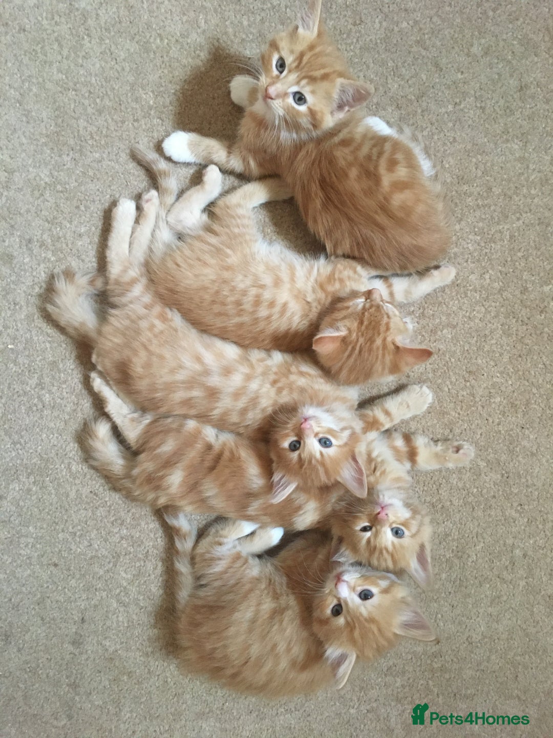 Mixed Breed cats for sale: Beautiful, friendly gingers! - Image 1