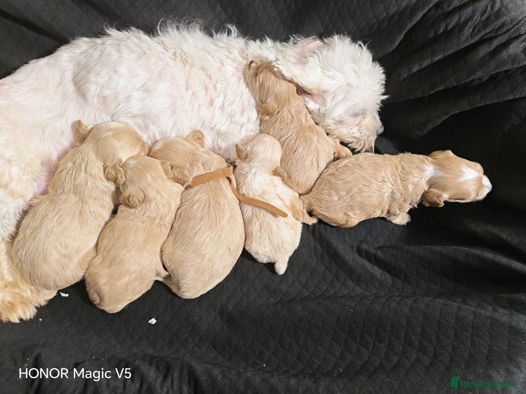 Maltipoo dogs for sale: Miniature Maltipoo Ready to leave soon - Advert 20