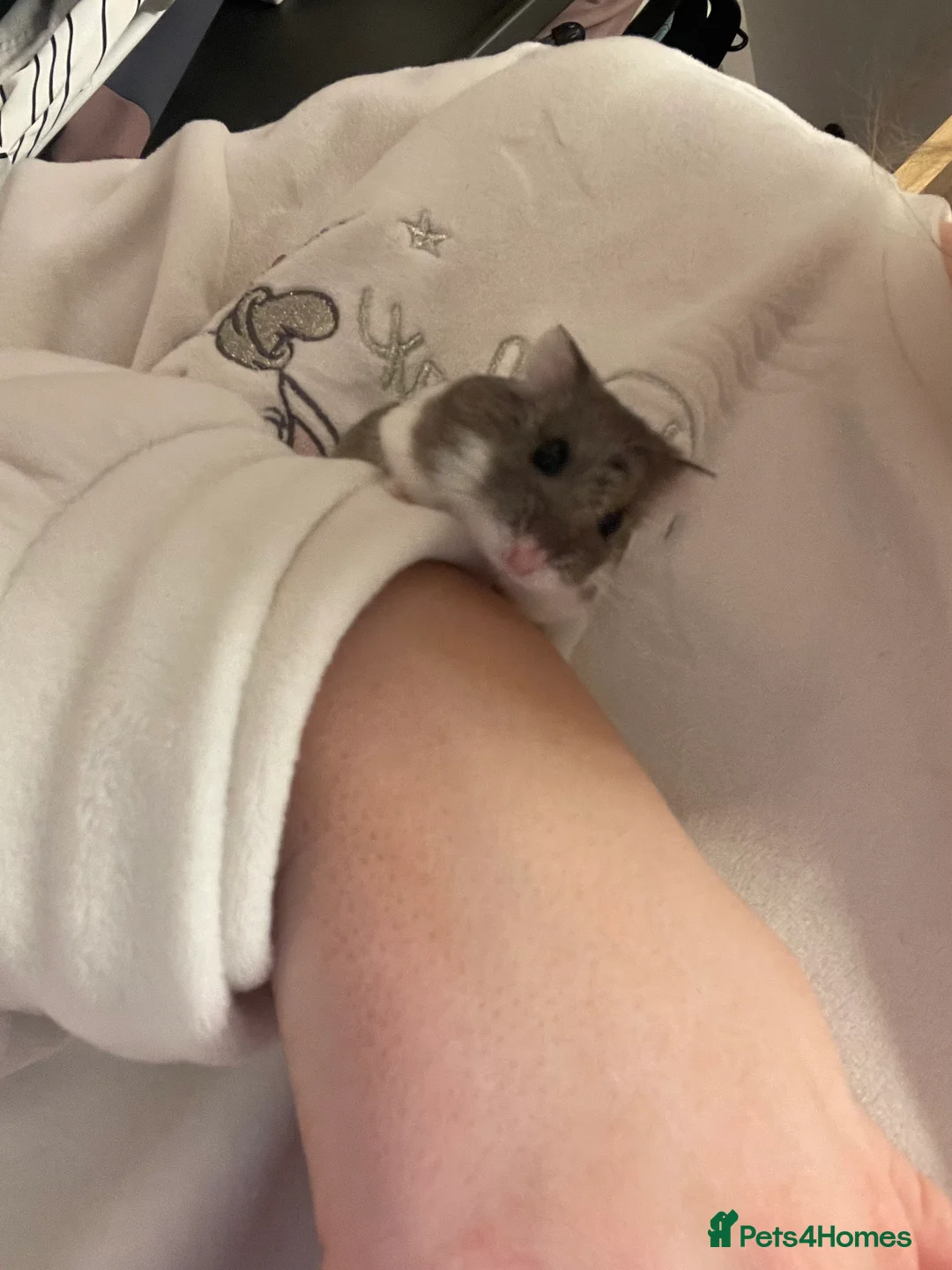 Hamster rodents for sale: Hamster  - Advert 2