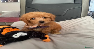 Maltipoo dogs - Advert 9
