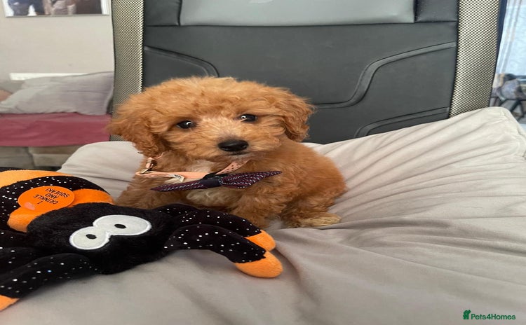 Maltipoo dogs - Advert 15