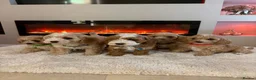 Cavapoo dogs for sale: Gorgeous Cavapoo puppies  - Advert 3