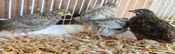 Quail poultry for sale: Chinese Painted Button Quail Groups  - Advert 8