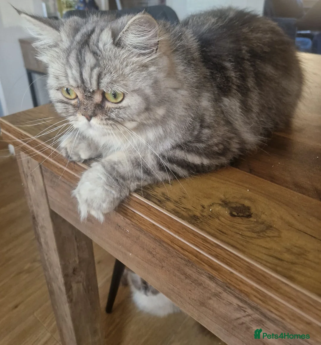 Persian cats for sale: Persian Boy  - Advert 3