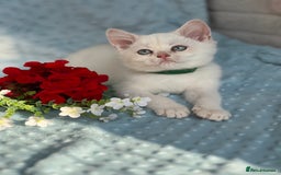 British Shorthair cats for sale: British sh golden kittens NY 12 GCCF  - Image 10