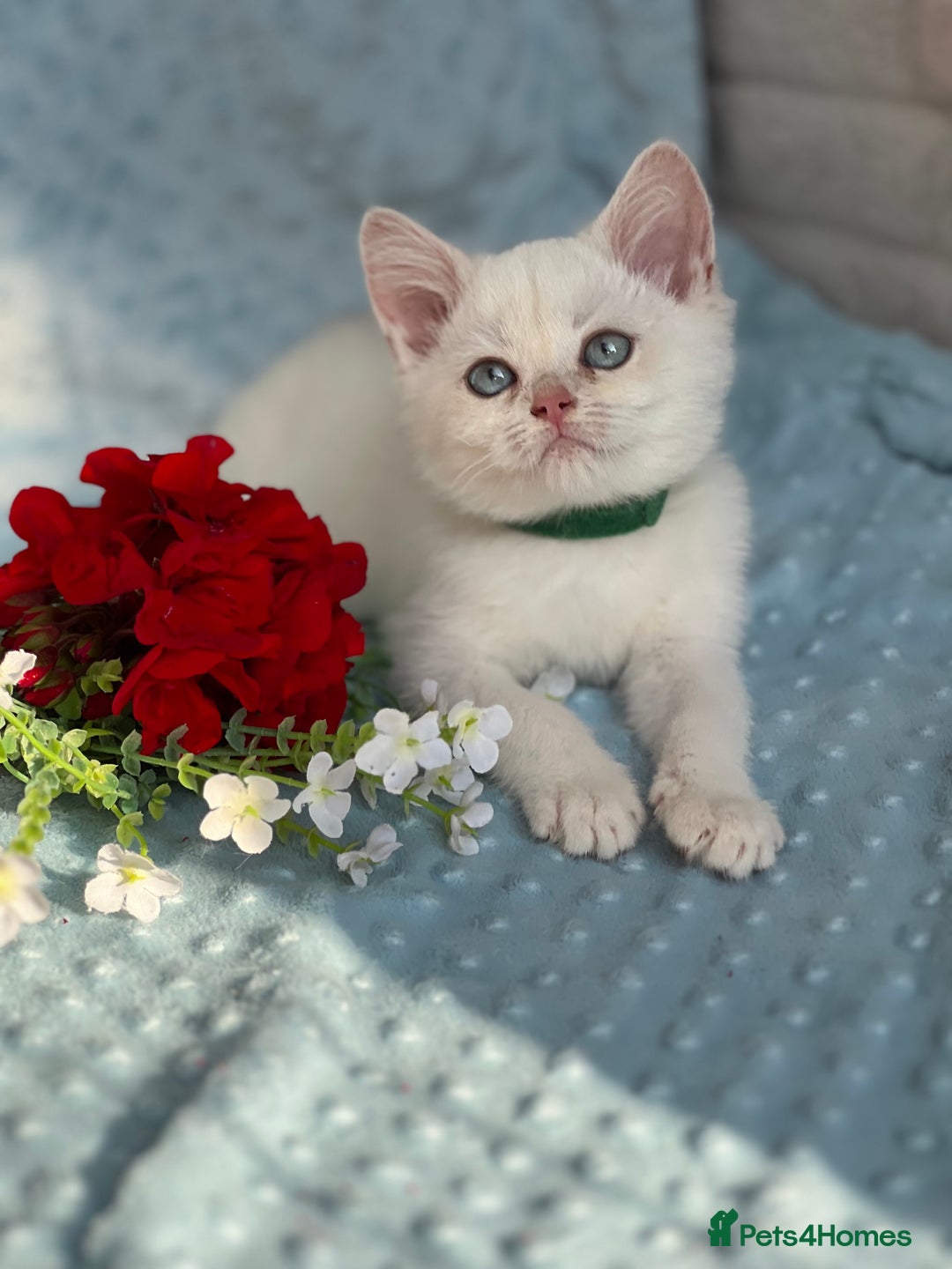 British Shorthair cats for sale: British sh golden kittens NY 12 GCCF  - Image 10
