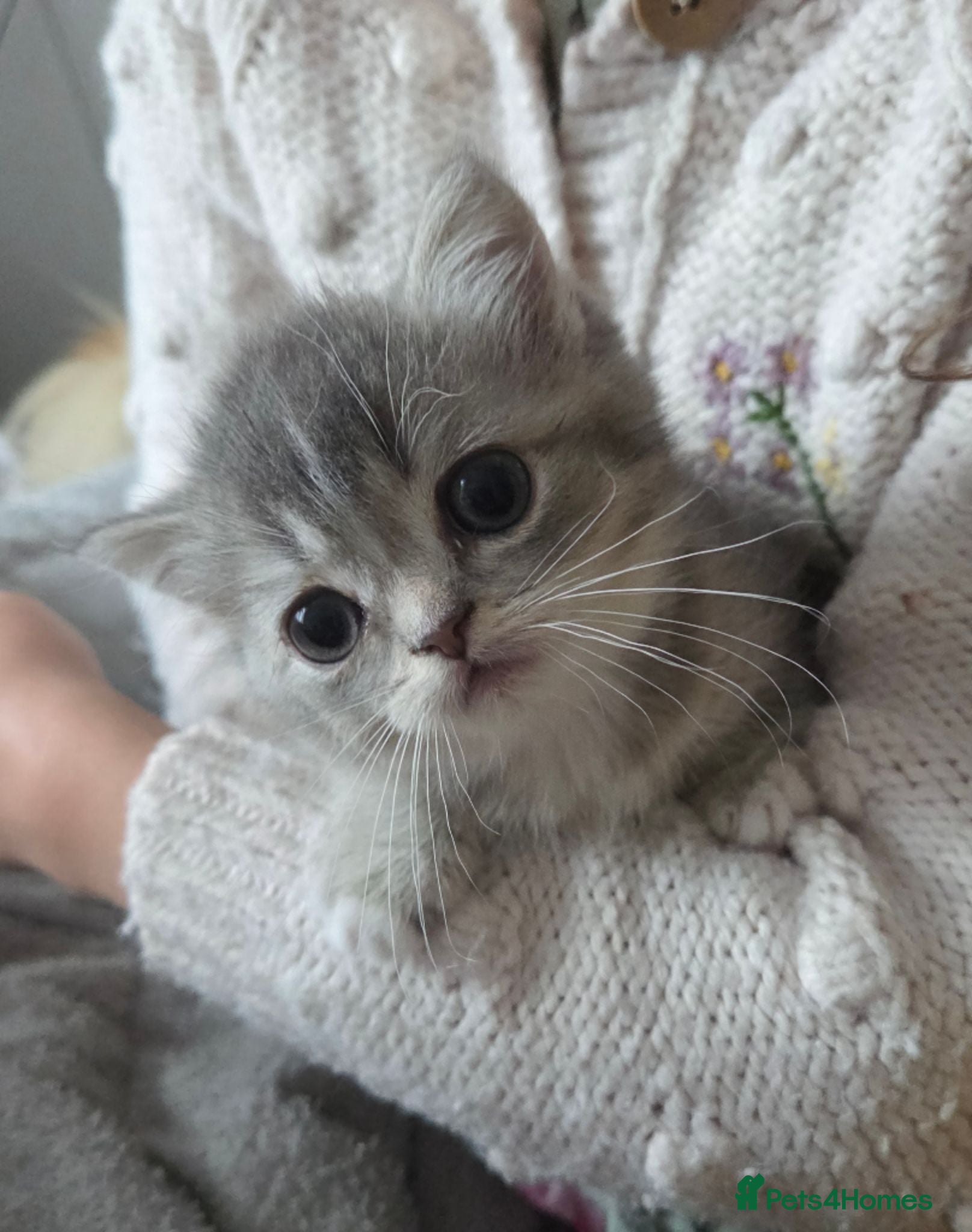 Ragdoll cats 💖 last kitten ready to leave now. 💖 - Advert 3