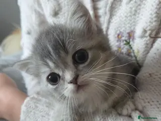 Ragdoll cats 💖 last kitten ready to leave now. 💖 - Advert 3