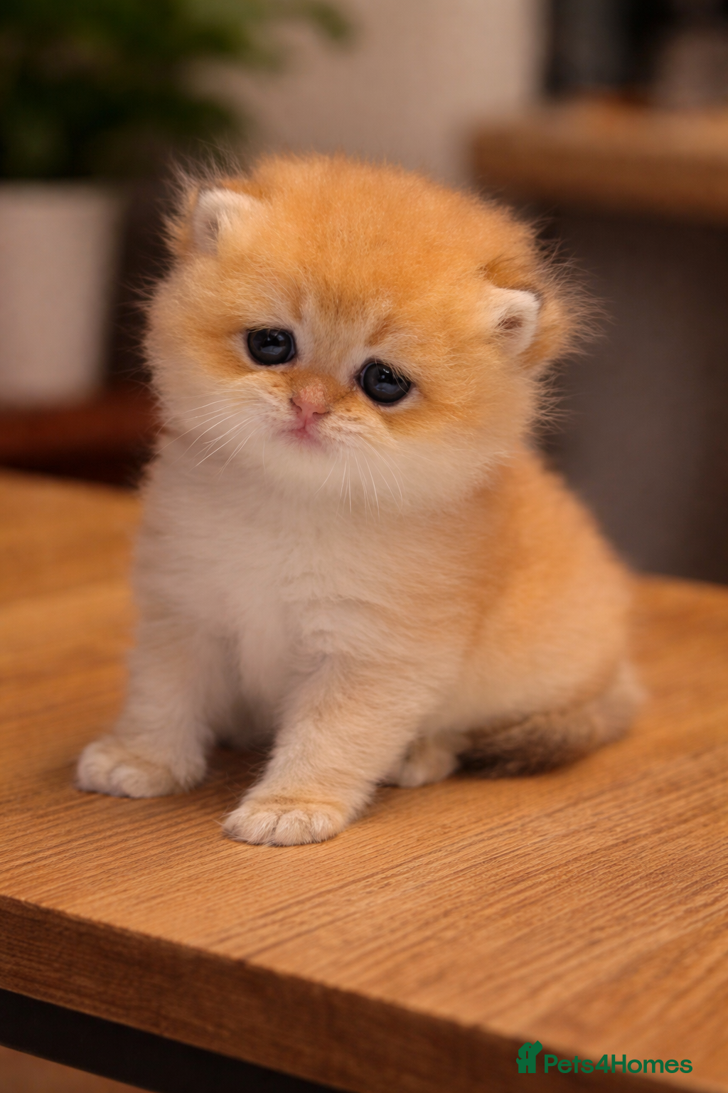 British Shorthair cats GCCF/TICA Stunning Golden BSH Chinchilla Kittens  - Advert 4