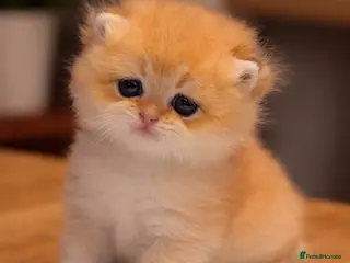 British Shorthair cats GCCF/TICA Stunning Golden BSH Chinchilla Kittens - Advert 4