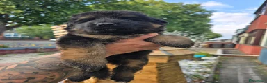 German Shepherd 2