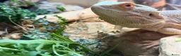 Bearded Dragon reptiles for sale: Bearded Dragon + 4ft Viv LumenIZE Setup - Advert 8