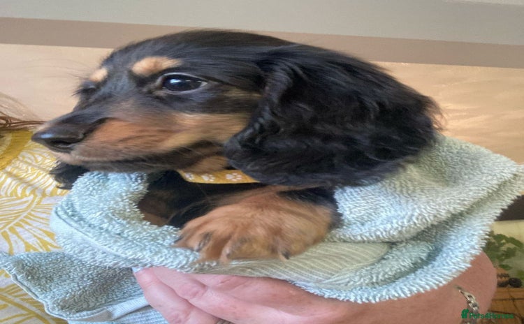 Miniature Dachshund dogs - Advert 1
