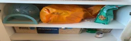 Hamster rodents for sale: Female Syrian Hamster & Full Setup - Advert 3