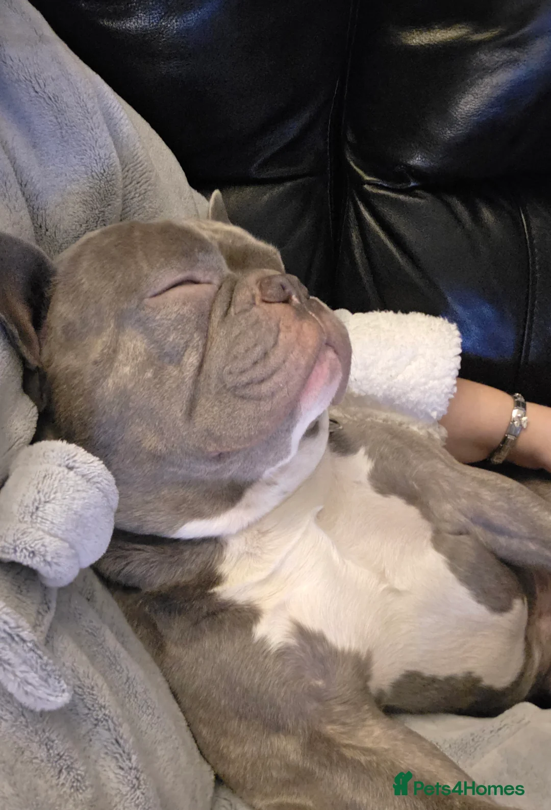 French Bulldog dogs for sale: French bull dog  - Advert 3