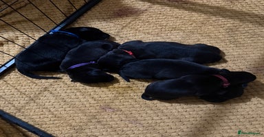Mixed Breed dogs - Advert 7