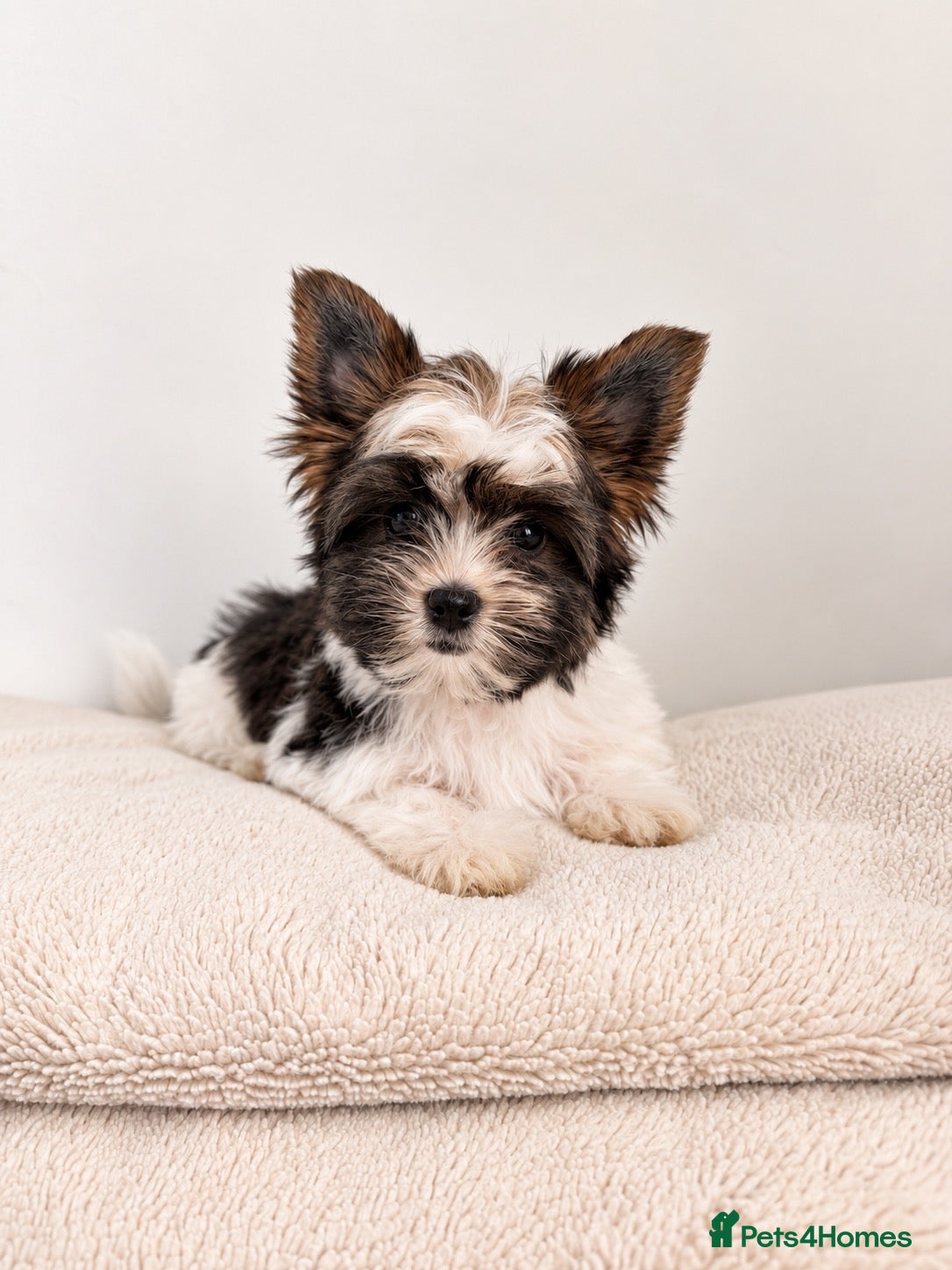 Yorkshire Terrier dogs Beautiful Small Biewer Yorkie Terrier Boy/ReadyNow - Advert 1