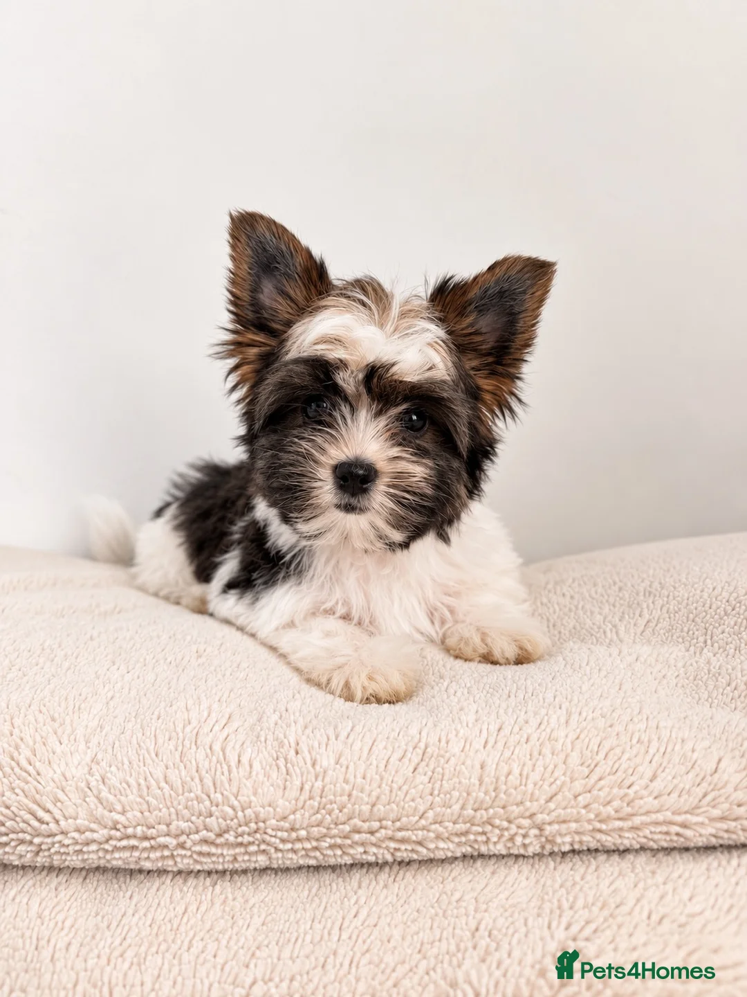 Yorkshire Terrier dogs for sale: Beautiful Small Biewer Yorkie Terrier Boy/ReadyNow - Advert 1