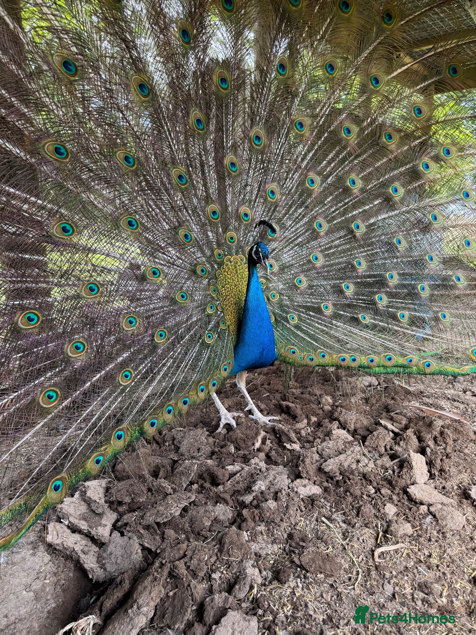Peafowl poultry Peacock and two peahens - Advert 1
