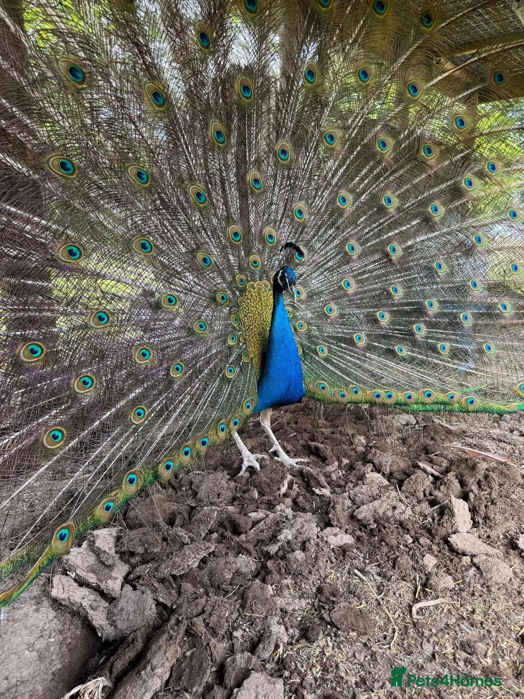 Peafowl poultry for sale: Peacock and two peahens in Holsworthy - Advert 1