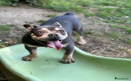 English Bulldog dogs for sale: Bulldog lilac female - Image 2