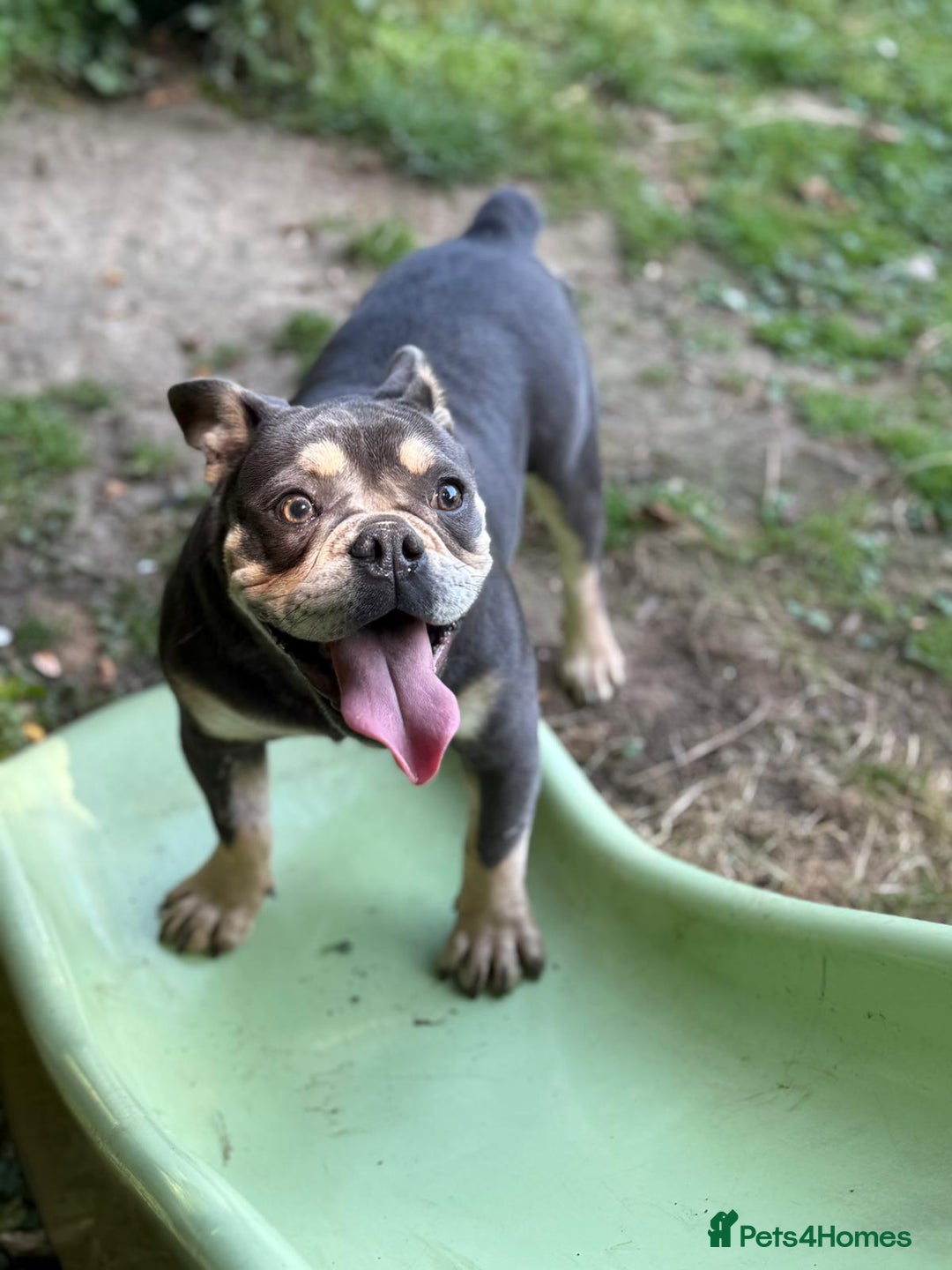 English Bulldog dogs for sale: Bulldog lilac female - Image 2
