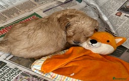 Mixed Breed dogs for sale:  Cavapoo x Cockapoo Ready 9th August - Image 30
