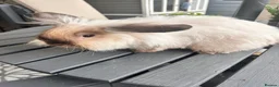 Lionhead rabbits for sale: 2 Rabbits in Doncaster - Advert 2