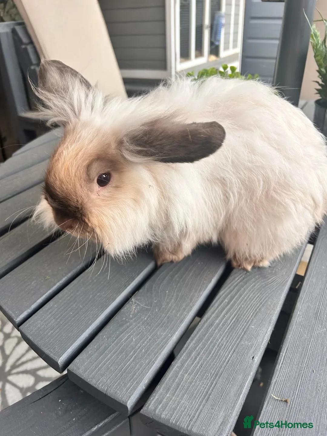 Lionhead rabbits for sale: 2 Rabbits in Doncaster - Advert 2