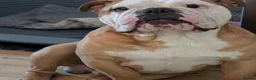 English Bulldog dogs for sale: Health Tested English Bulldog Litter in Banbury - Advert 11