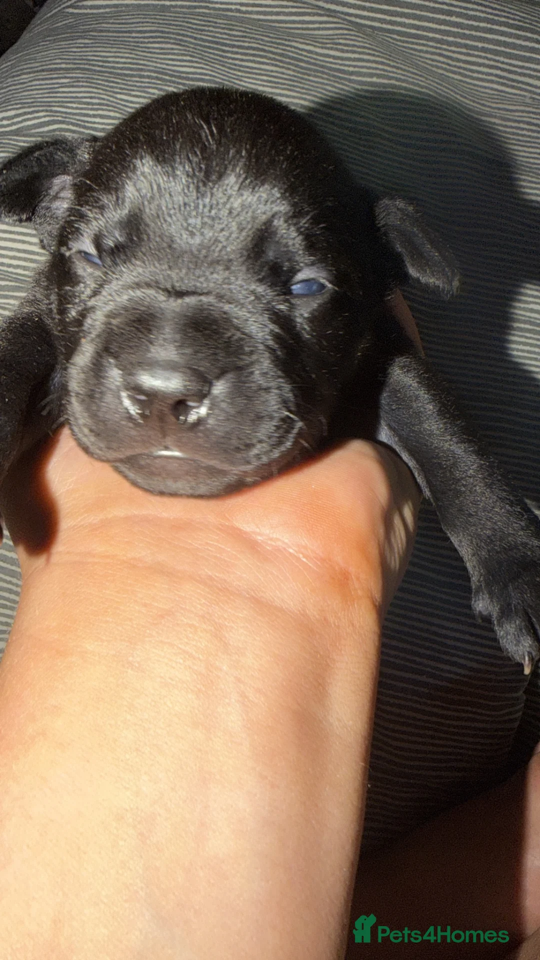 Mixed Breed dogs for sale: Staffordshire bull terrier X Cane corso puppies in Camberley - Advert 13