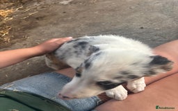 Bearded Collie dogs for sale: 2 collies for sale  - Image 12