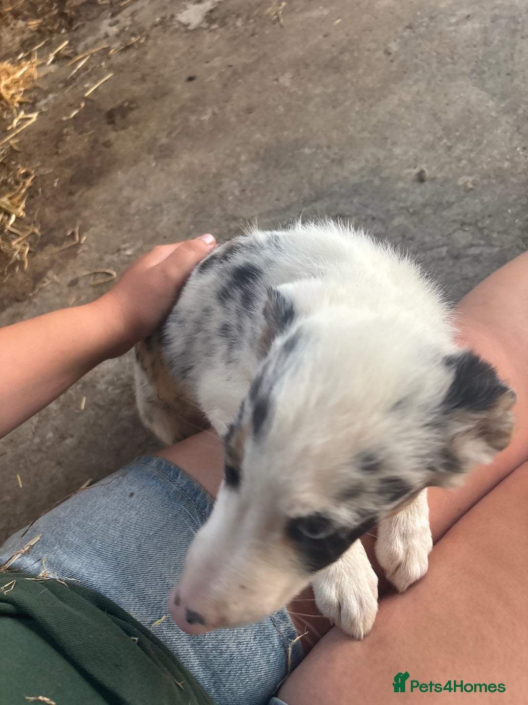 Bearded Collie dogs for sale: 2 collies for sale  - Image 12