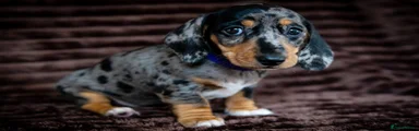 Miniature Dachshund 4