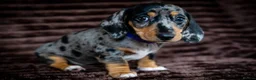Miniature Dachshund dogs for sale: Stunning Mini Dachshunds. - Advert 17