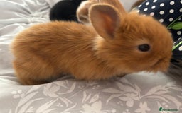 Mini Lion Lop rabbits for sale: Mini lion lop bunnies  - Image 2