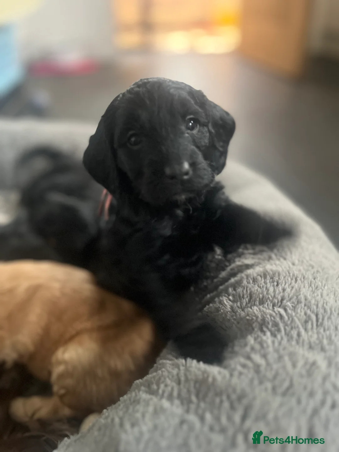 Cockapoo dogs for sale: Outstanding Cockapoo Puppies in Crieff - Advert 1