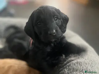 Cockapoo dogs Outstanding Cockapoo Puppies in Crieff - Advert 1